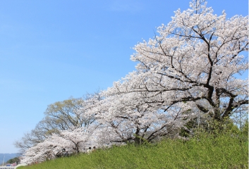 樹木葬の画像